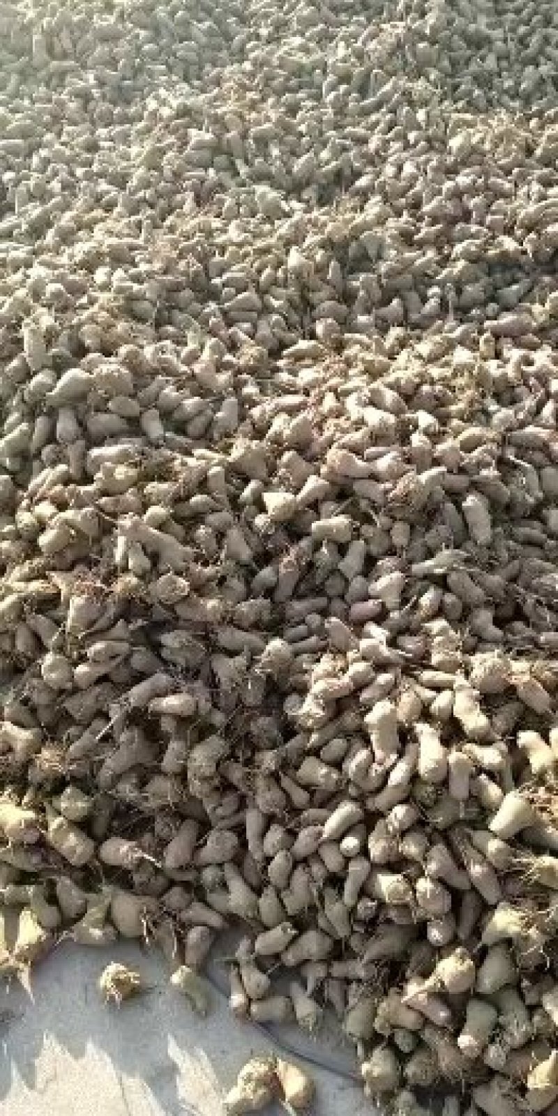 改良白术种苗，白术芽，白术芽子，药用白术