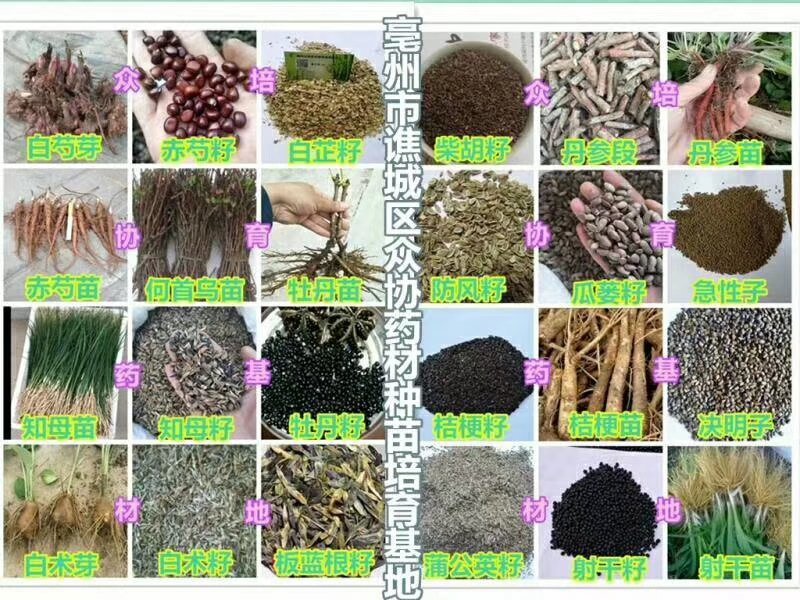 改良白术种苗，白术芽，白术芽子，药用白术