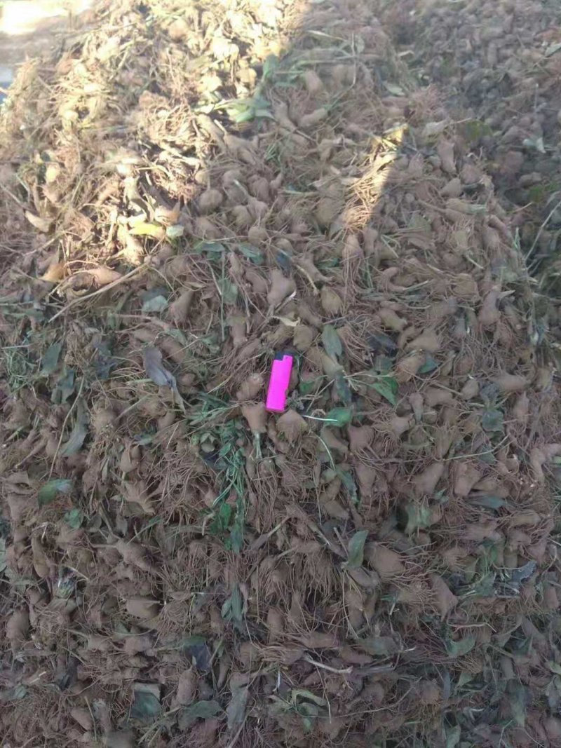 改良白术种苗，白术芽，白术芽子，药用白术