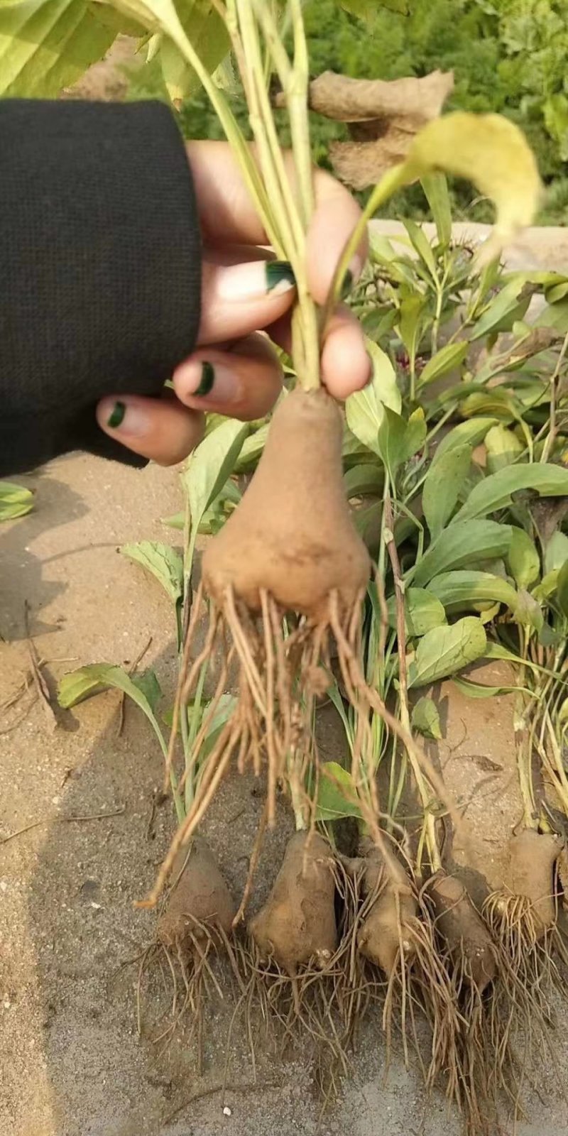 改良白术种苗，白术芽，白术芽子，药用白术