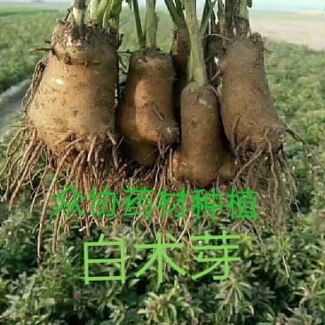 改良白术种苗，白术芽，白术芽子，药用白术