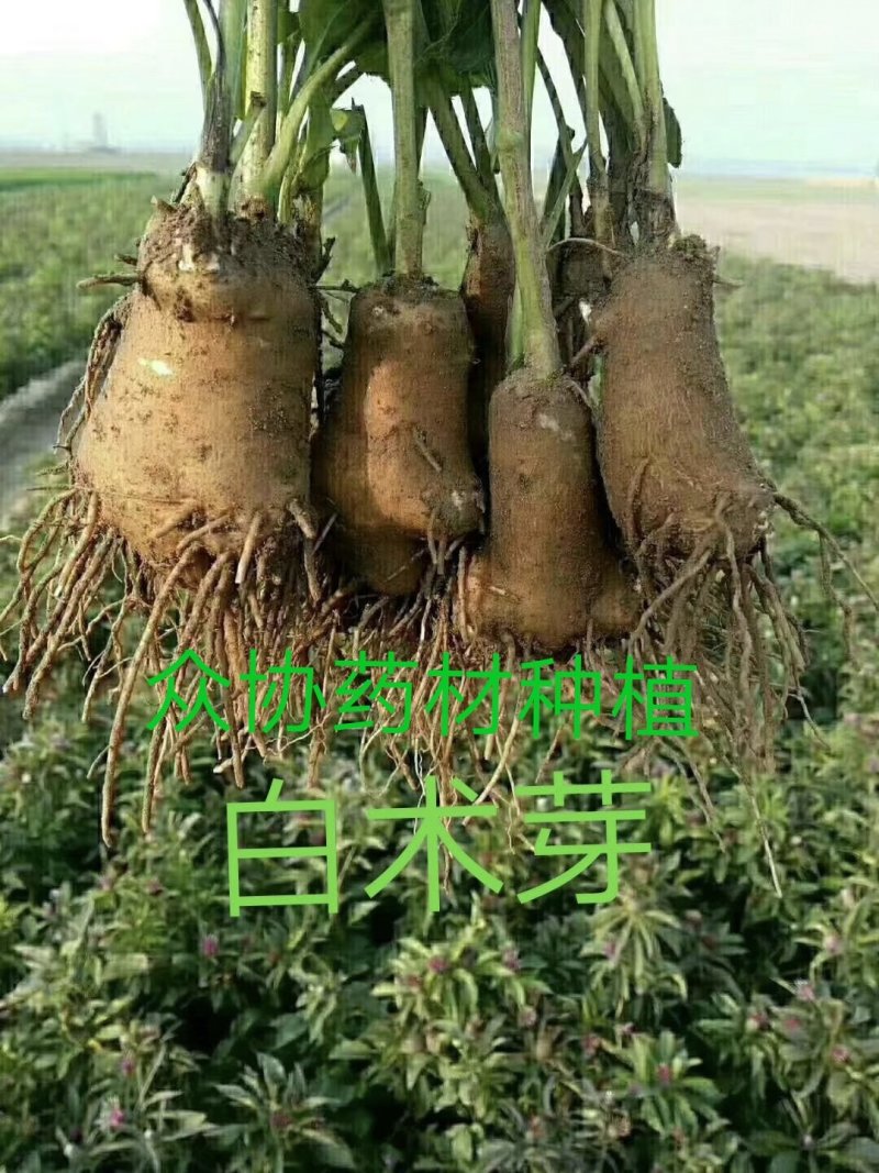 改良白术种苗，白术芽，白术芽子，药用白术