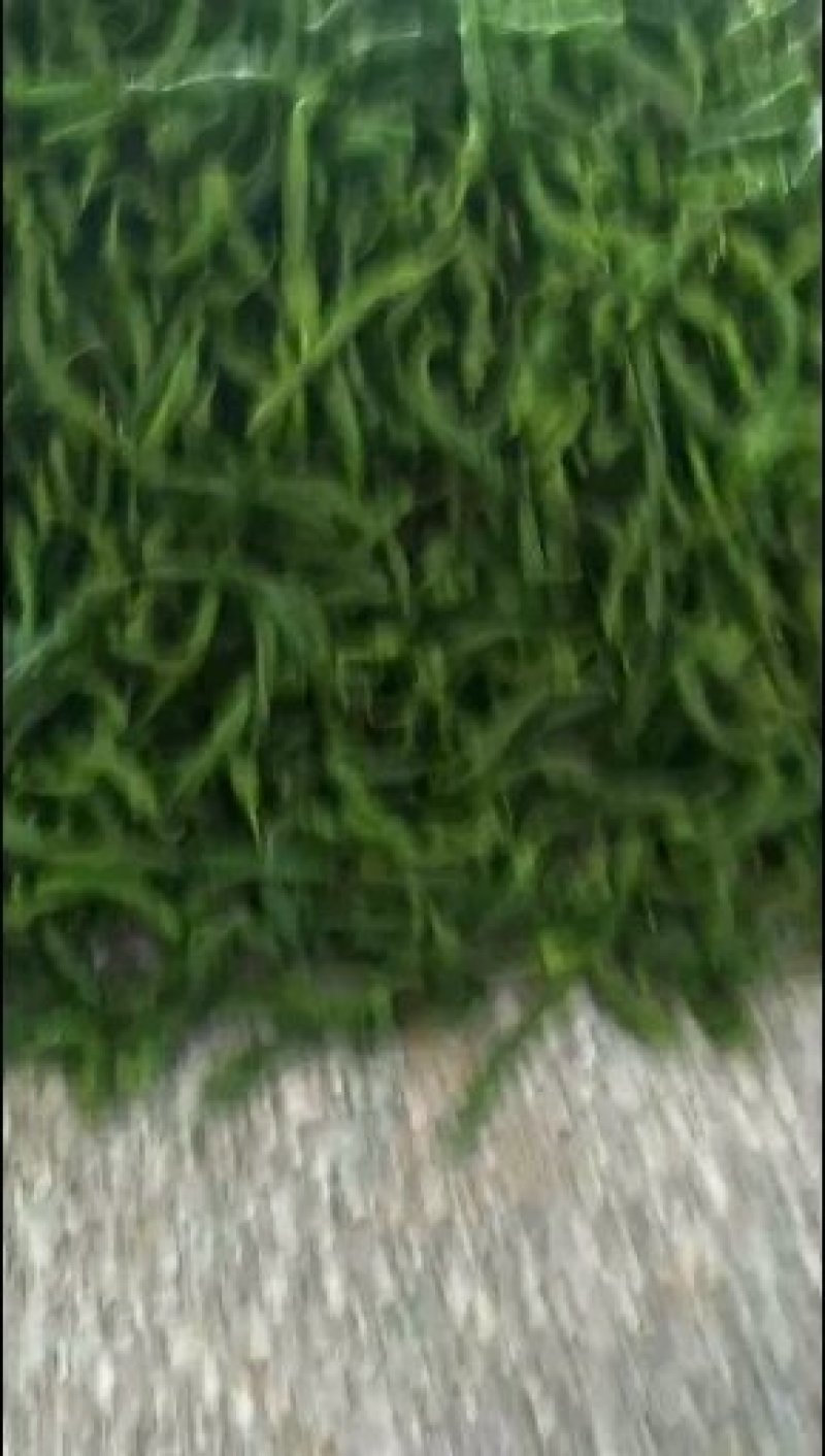 各种辣椒