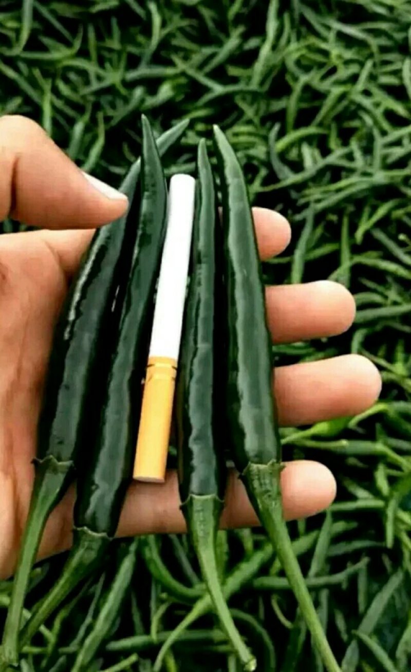 供应靓美艳红朝天椒青果深绿红果橘红辣度强结果集中