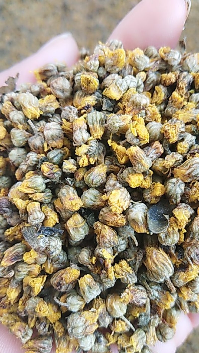 纯正药用野菊花