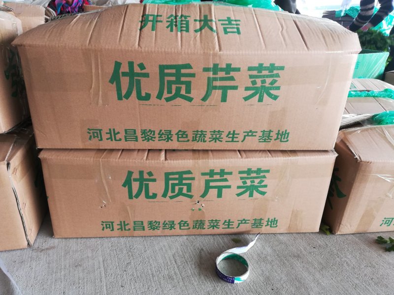 高品质芹菜供应全国！