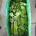 高品质芹菜供应全国！