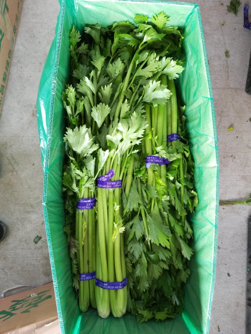 高品质芹菜供应全国！