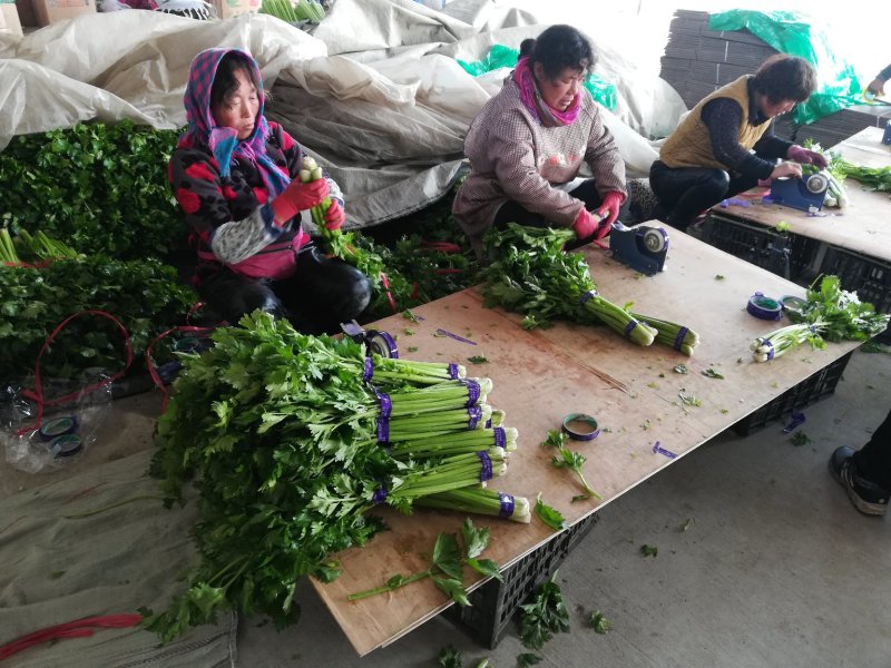 高品质芹菜供应全国！
