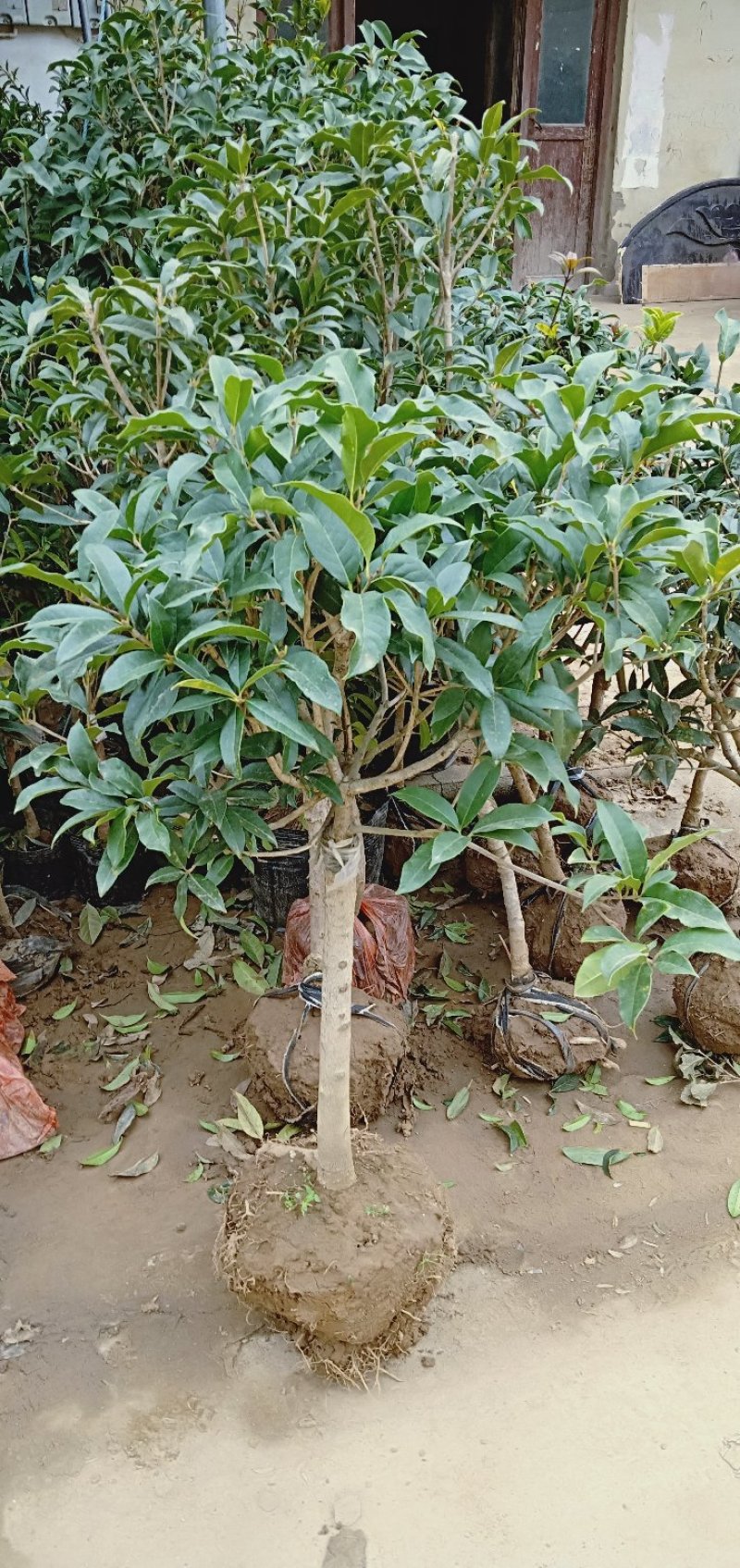 桂花树苗盆栽浓香花卉四季常青景原生高杆金桂丹桂天香台阁沉