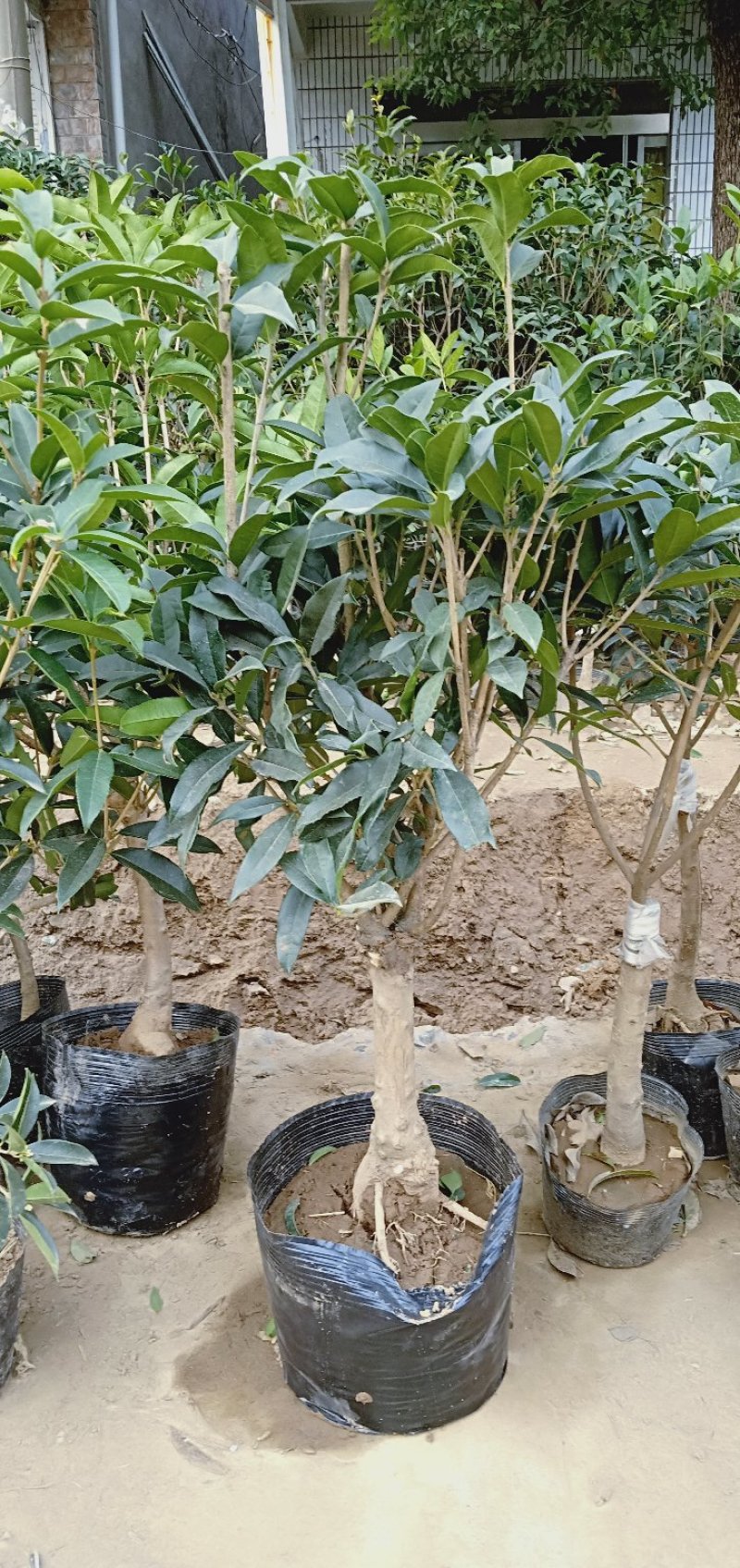 桂花树苗盆栽浓香花卉四季常青景原生高杆金桂丹桂天香台阁沉