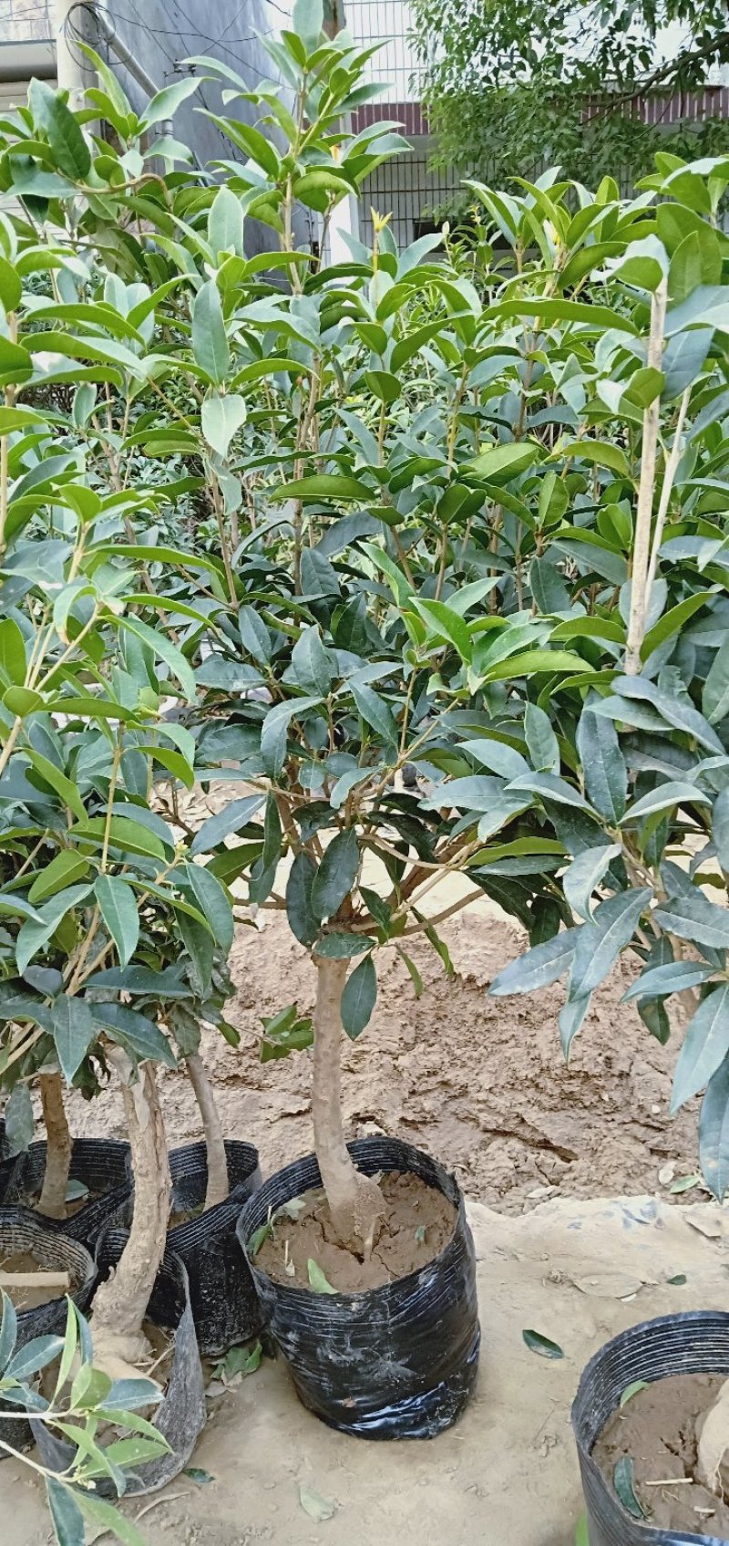 桂花树苗盆栽浓香花卉四季常青景原生高杆金桂丹桂天香台阁沉