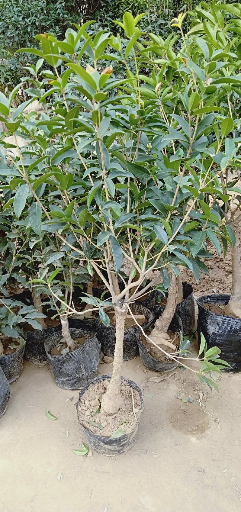 桂花树苗盆栽浓香花卉四季常青景原生高杆金桂丹桂天香台阁沉