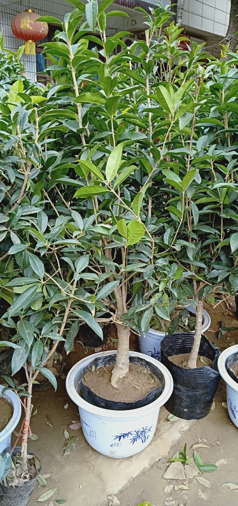 桂花树苗盆栽浓香花卉四季常青景原生高杆金桂丹桂天香台阁沉