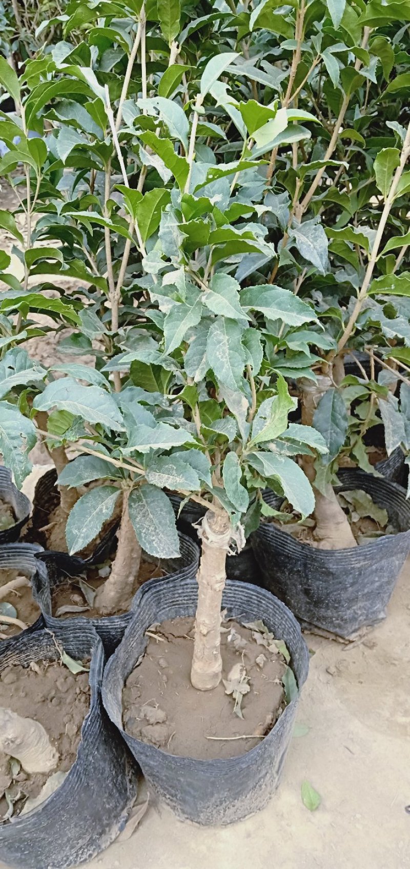 桂花树苗盆栽浓香花卉四季常青景原生高杆金桂丹桂天香台阁沉