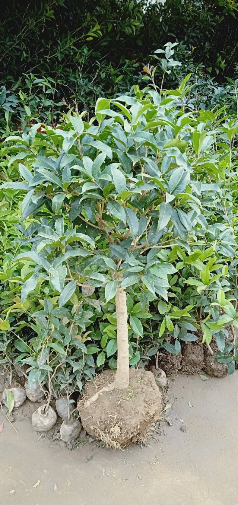 桂花树苗盆栽浓香花卉四季常青景原生高杆金桂丹桂天香台阁沉
