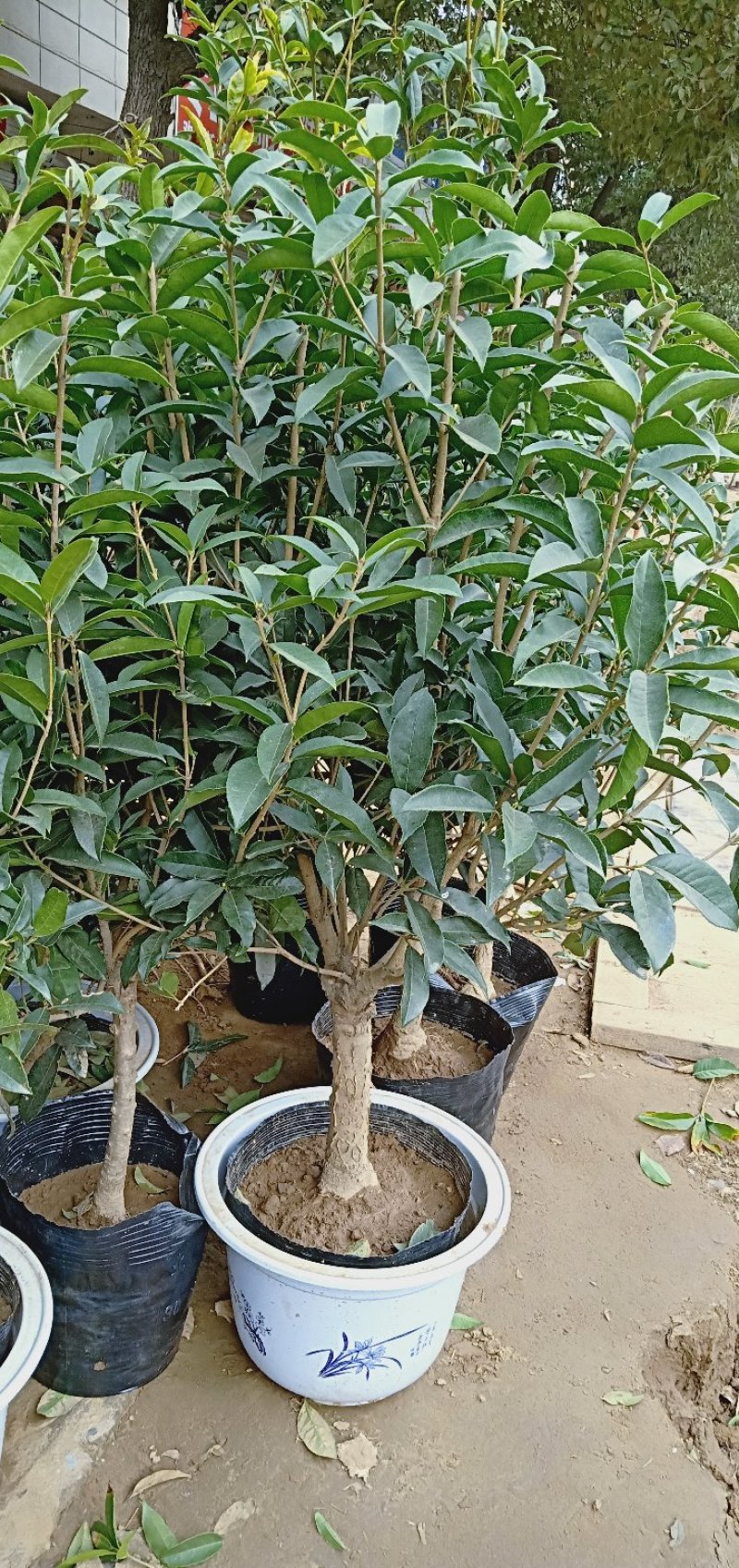 桂花树苗盆栽浓香花卉四季常青景原生高杆金桂丹桂天香台阁沉