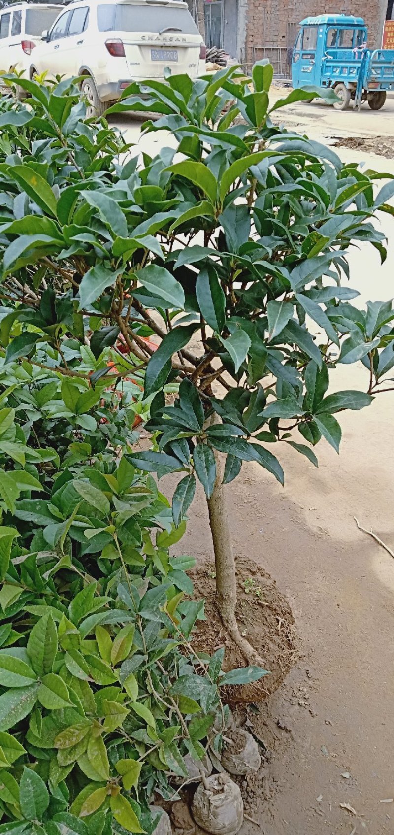 桂花树苗盆栽浓香花卉四季常青景原生高杆金桂丹桂天香台阁沉