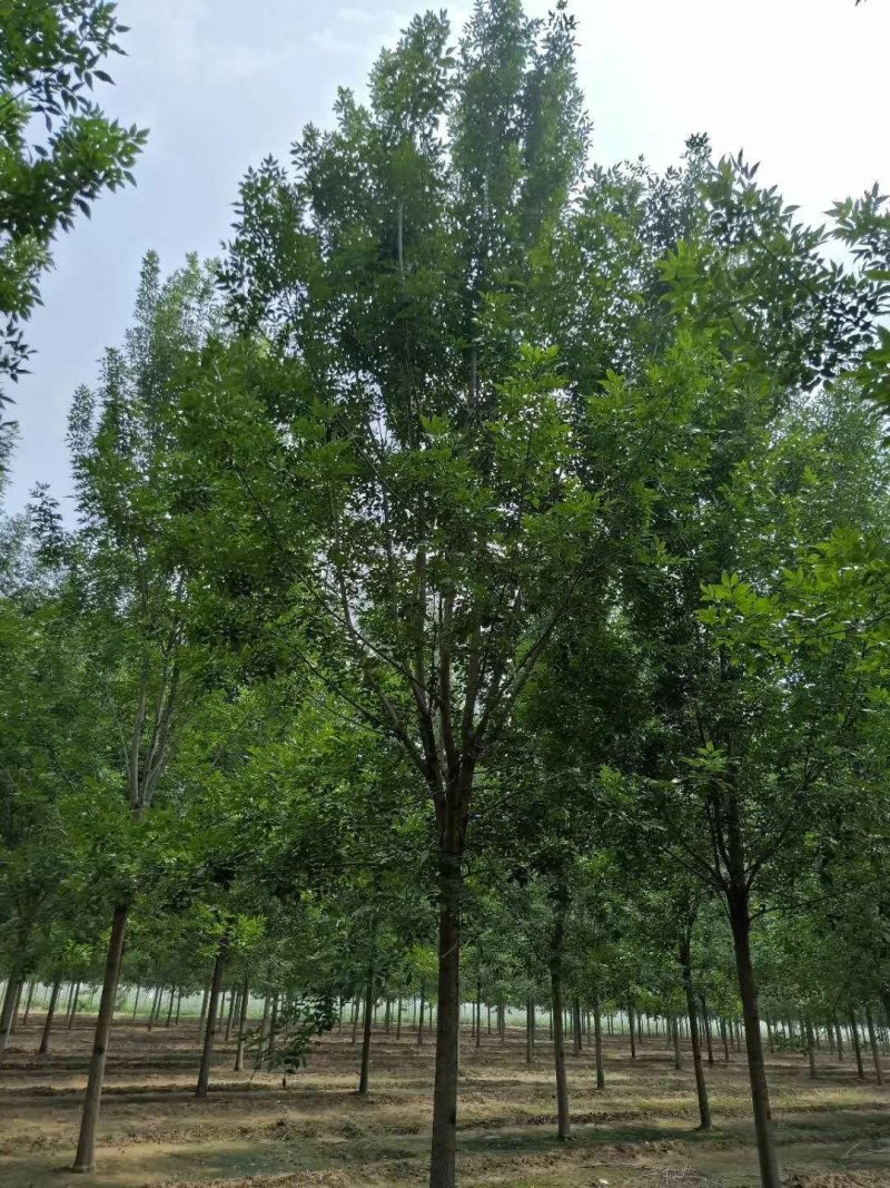 速生白蜡白蜡老白蜡绒毛白蜡造型白蜡白蜡批发济宁白蜡