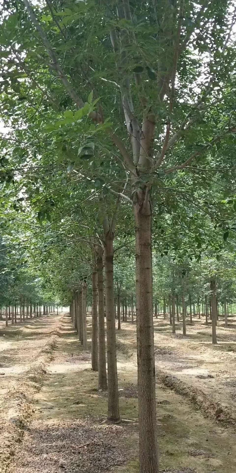 速生白蜡白蜡老白蜡绒毛白蜡造型白蜡白蜡批发济宁白蜡