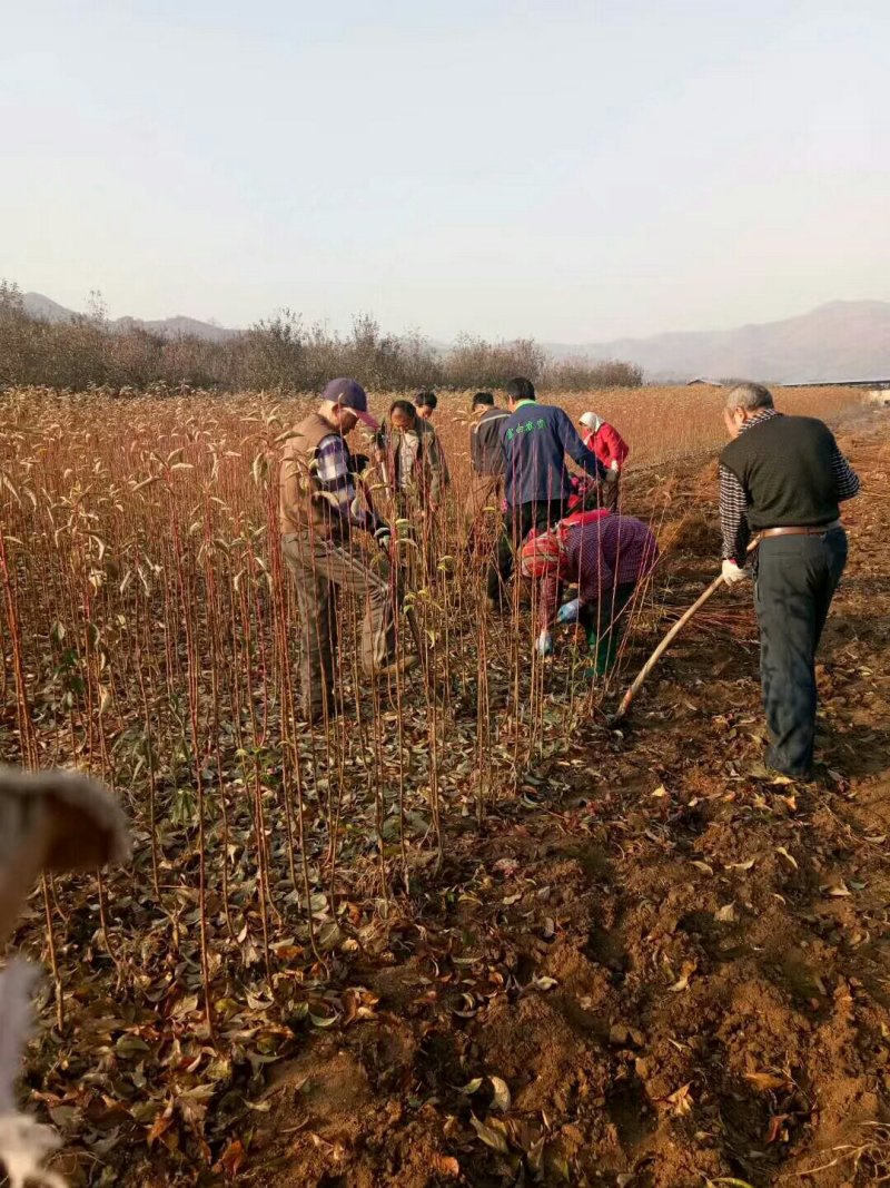 大红袍李子苗产地直发保证质量提供种植技术