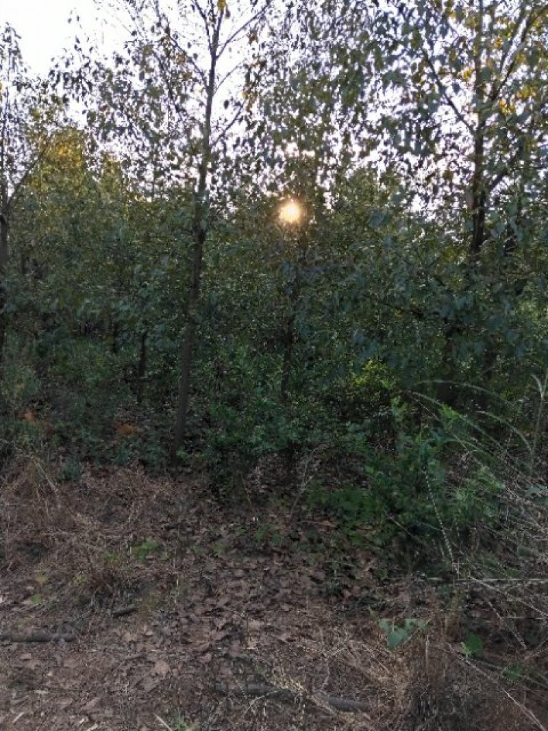 香樟