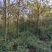 香樟