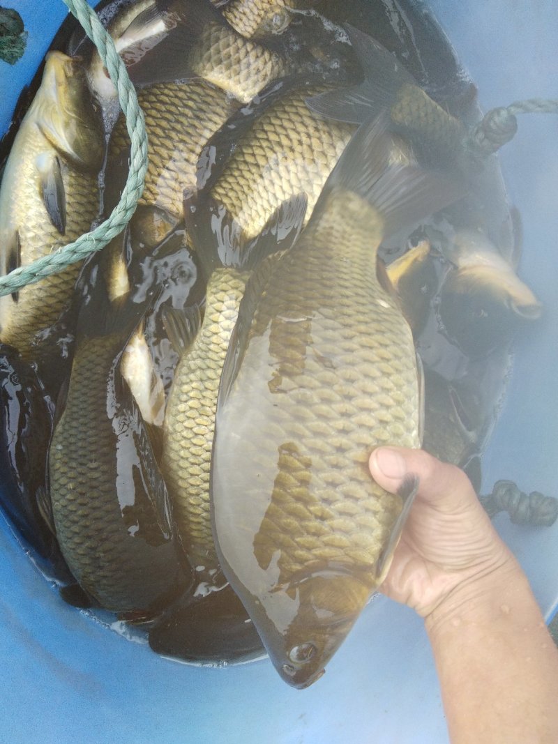 淡水鱼类