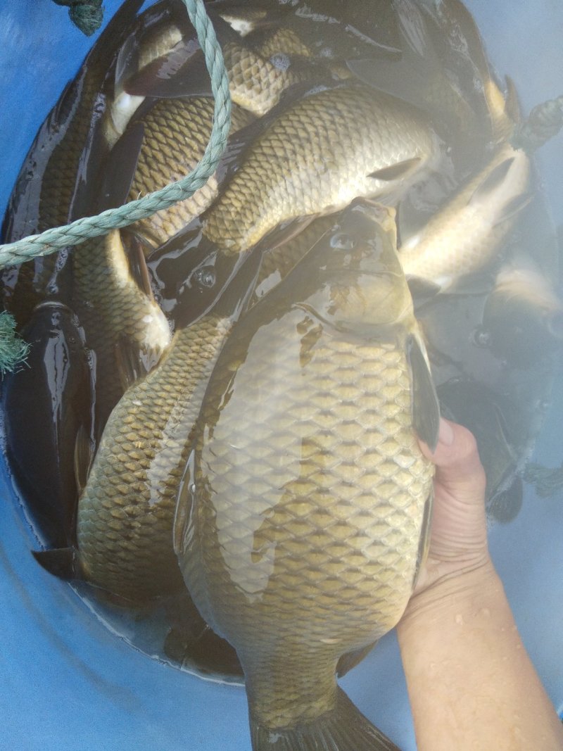 淡水鱼类
