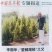 桧柏基地直销景观绿化自然塔形四季常绿