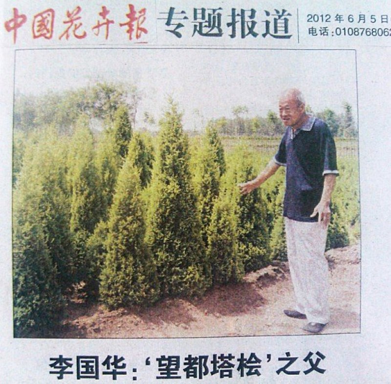 桧柏基地直销景观绿化自然塔形四季常绿