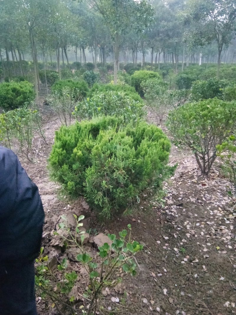 龙柏球冬青球小叶黄杨球大叶黄杨球红叶石楠球小叶女贞球大量