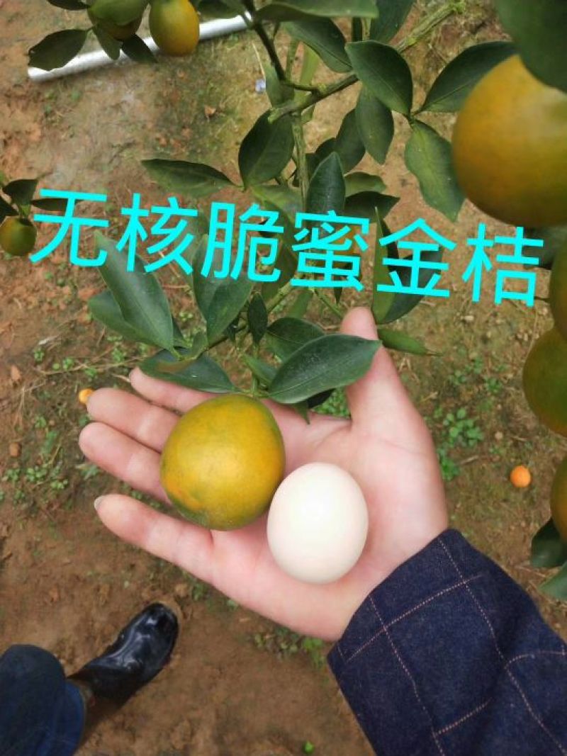 阳朔金桔苗，脆蜜金桔苗