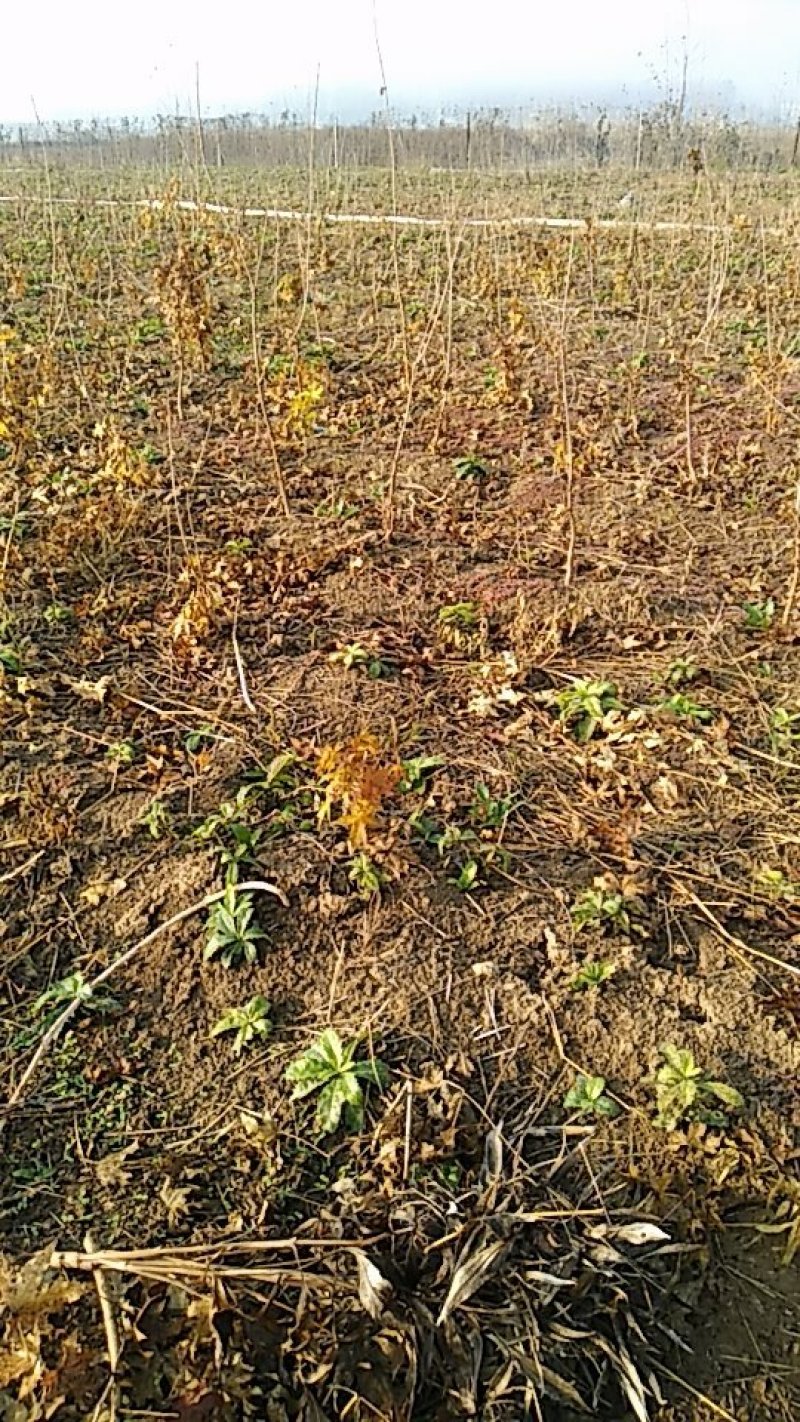 最后3000棵2年生元宝枫树苗清地出售了，