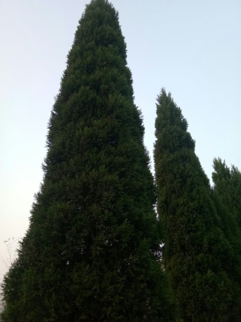 蜀桧柏树桧柏基地大量批发供应绿化隔离区用苗