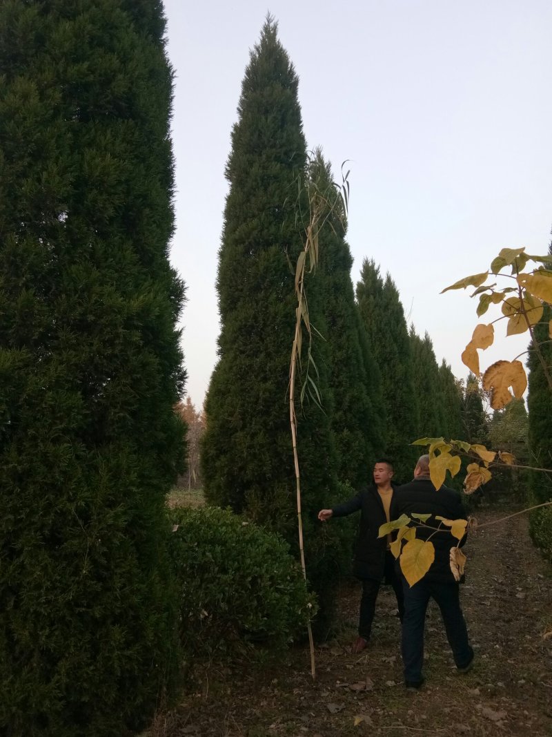 蜀桧柏树桧柏基地大量批发供应绿化隔离区用苗