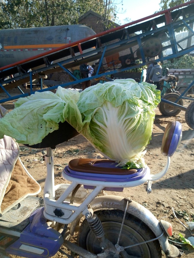河南开封通许白菜，来吧，朋友们，万亩，直销，价格美丽