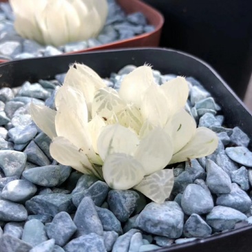 白斑糊斑锦