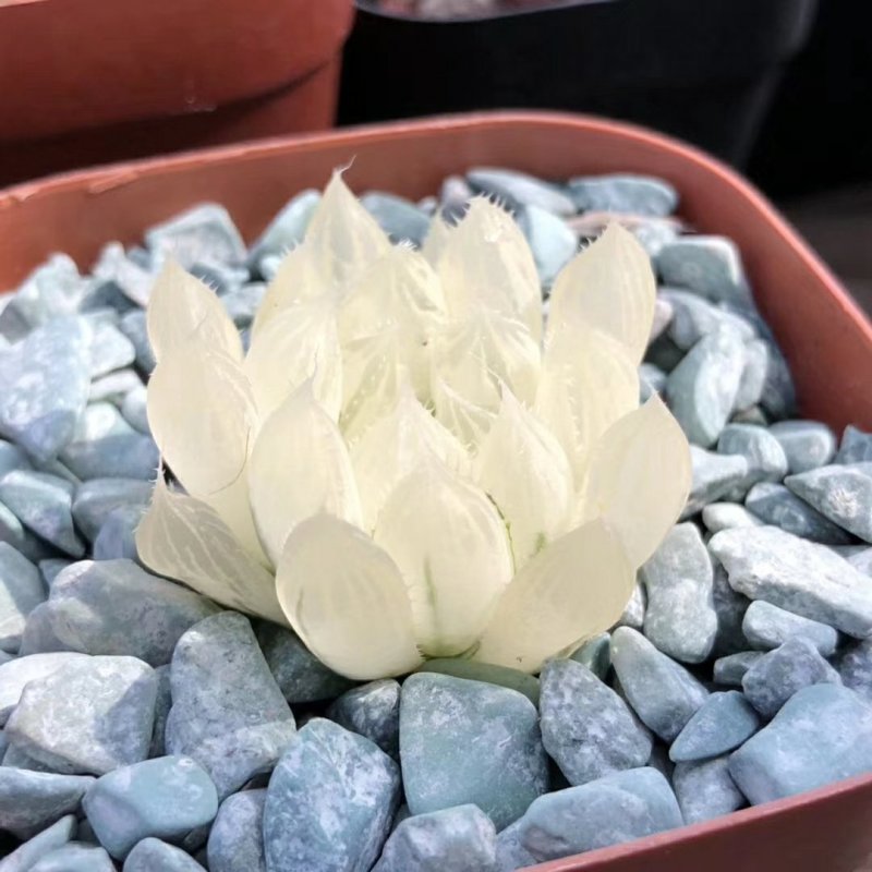 白斑糊斑锦