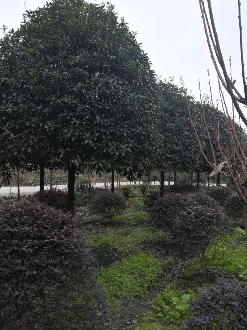 各种名贵桂花树