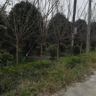 各种名贵桂花树