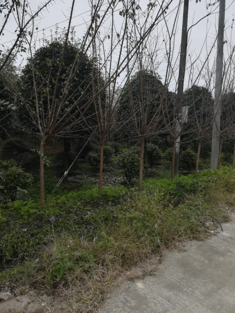 各种名贵桂花树
