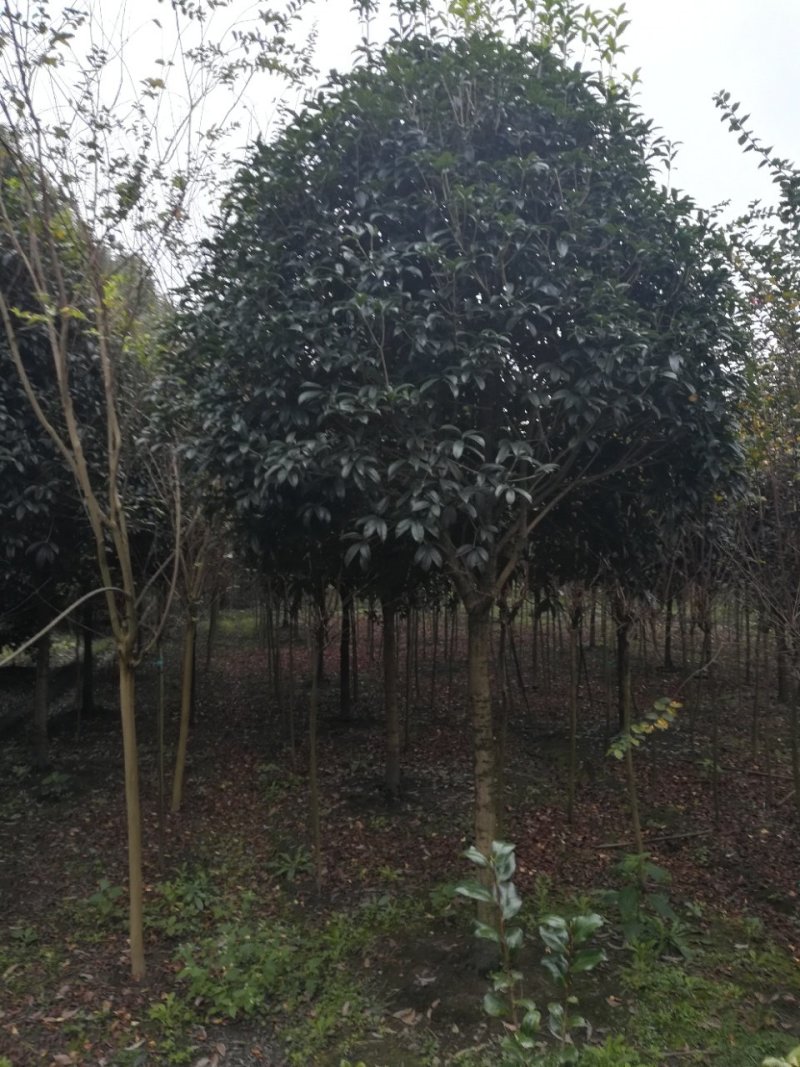 各种名贵桂花树