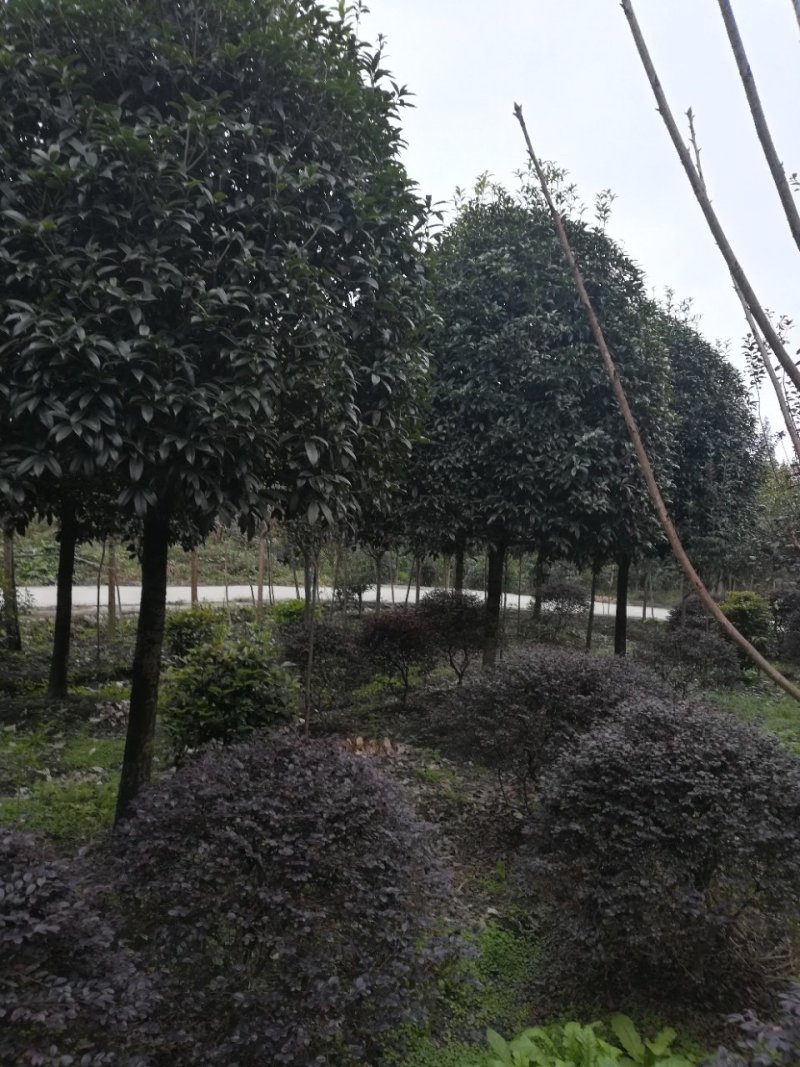 各种名贵桂花树