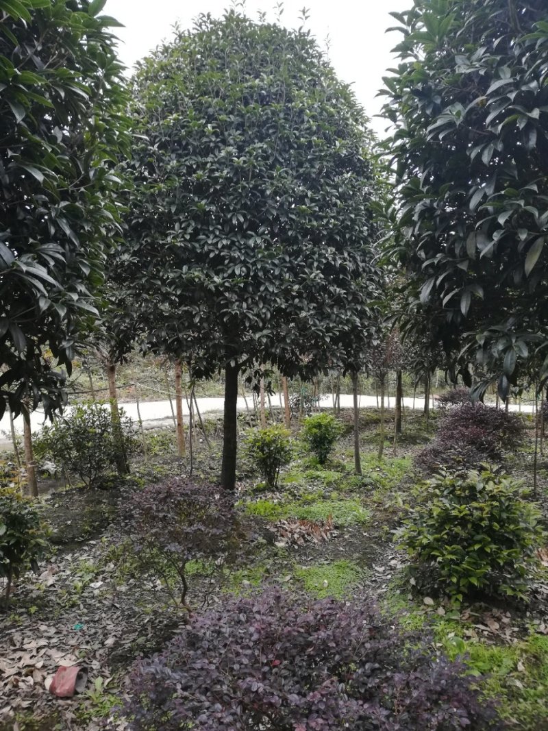 各种名贵桂花树
