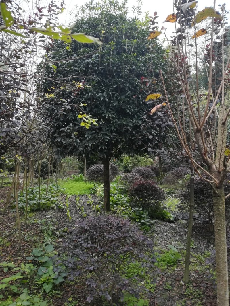 各种名贵桂花树