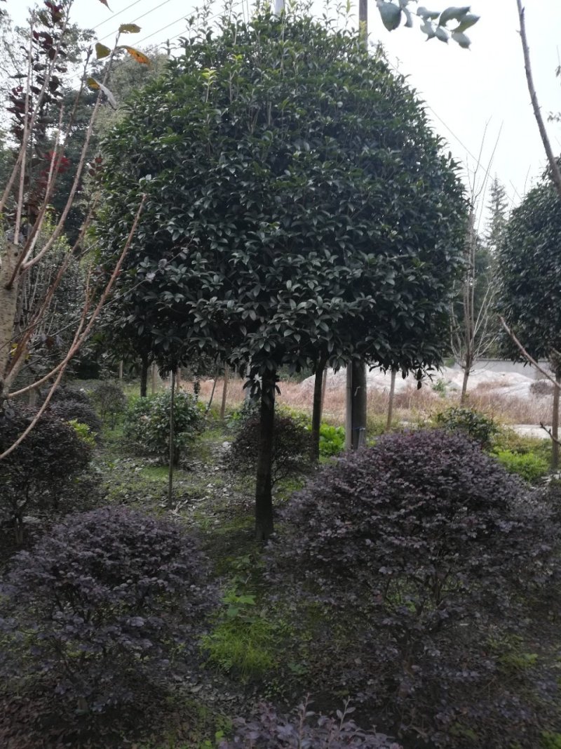 各种名贵桂花树