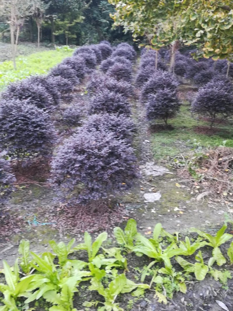 红继木笼子