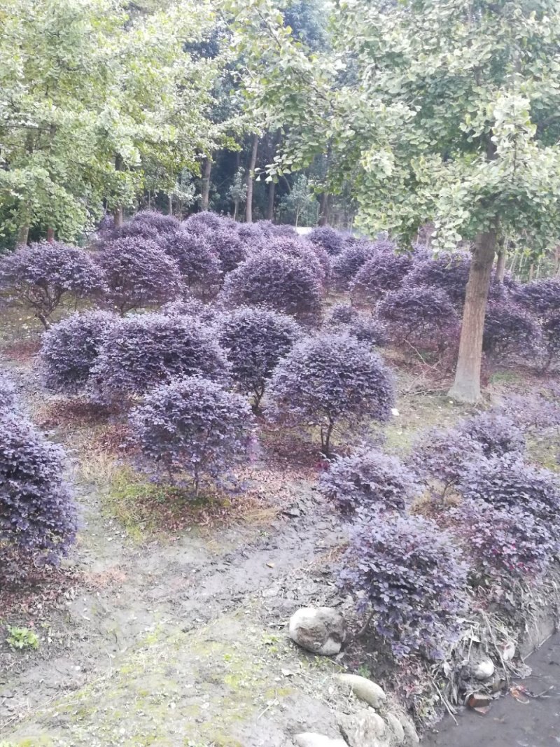 红继木笼子
