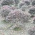 红继木笼子